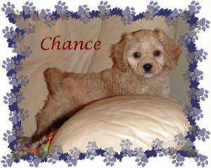 cavachonchance8wk.jpg