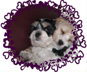 cavachonfacemolly.jpg