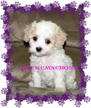 cavachonpupkiah7wk.jpg