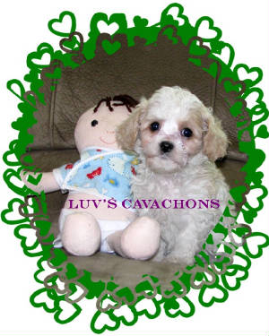 cavachonpupkiah7wk2012green.jpg