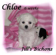 chloe26wks.jpg