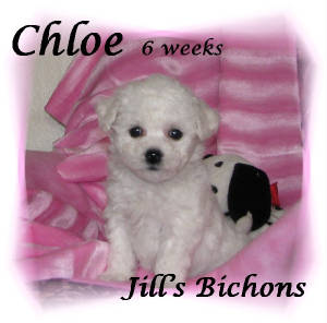 chloe26wks.jpg