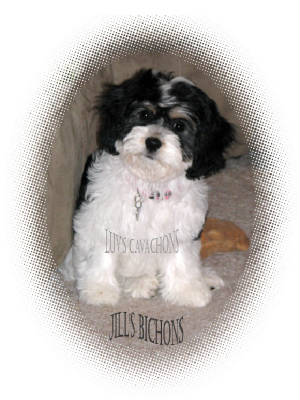 Luv S Cavachons