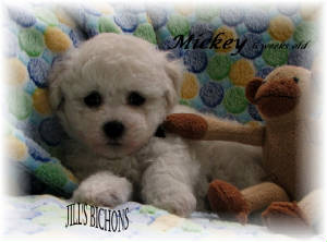 mickeygigipup6wk2010.jpg