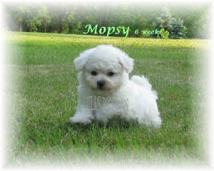 mopsylexipup6wk20112.jpg